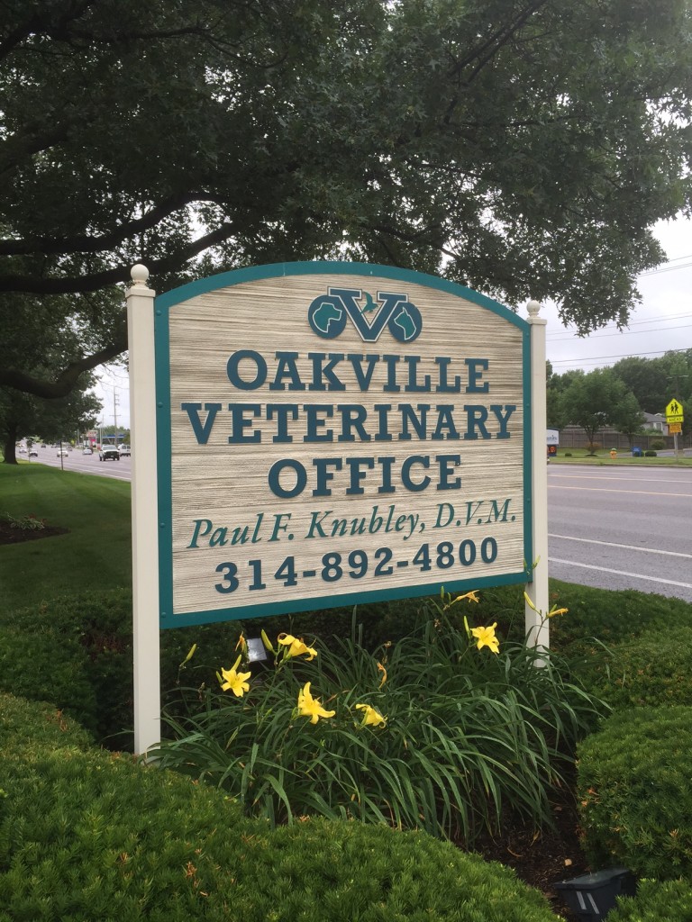 Dog Smarts Summer Safety and Swimming with Dogs The Watering Bowl